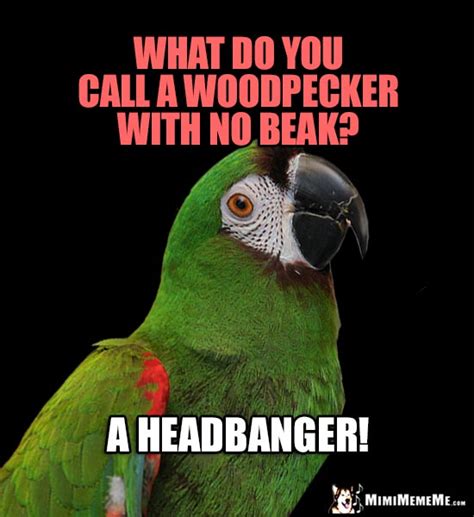 Funny Bird Jokes Avian Humor Cheep Birdie Laughs Pg 1 Of 2 Mimimememe