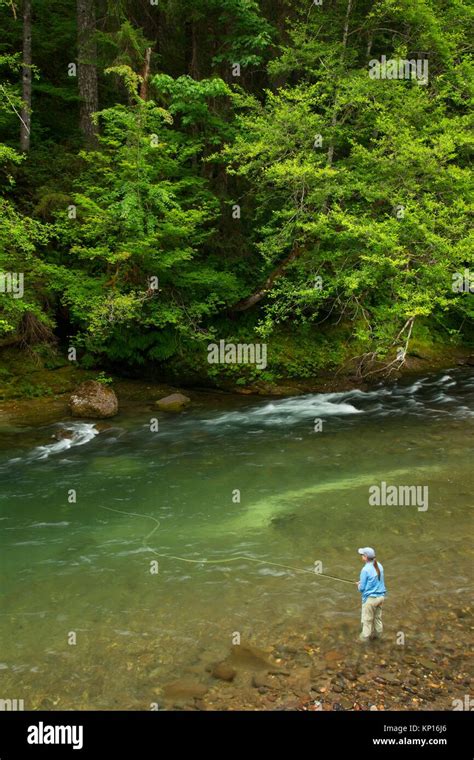 Fly Fishing The Lewis River Ford Pinchot National Forest