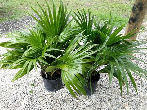 Livistona Chinensis Chinese Fan Palm Plantvine