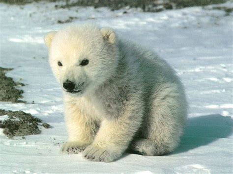 Cute Polar Bear Cub Animal Cubs Wallpaper 28137349