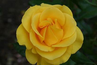 Roses Yellow Memorial Rose Remembrance Memorials Bereavement