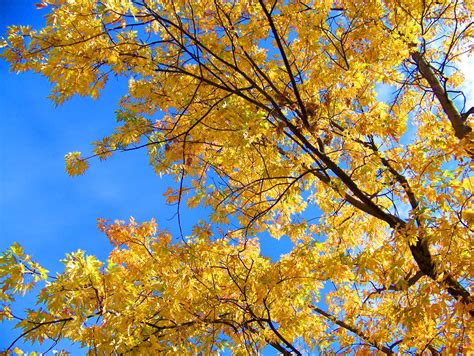 Autumn Leaves Free Stock Photo Public Domain Pictures