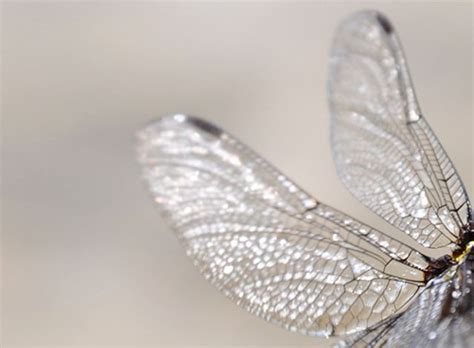 3 from the albany pine bush, with a real stumper (to me at least). ...knowing green: a goodbye to bugs | Wings, Dragonfly ...