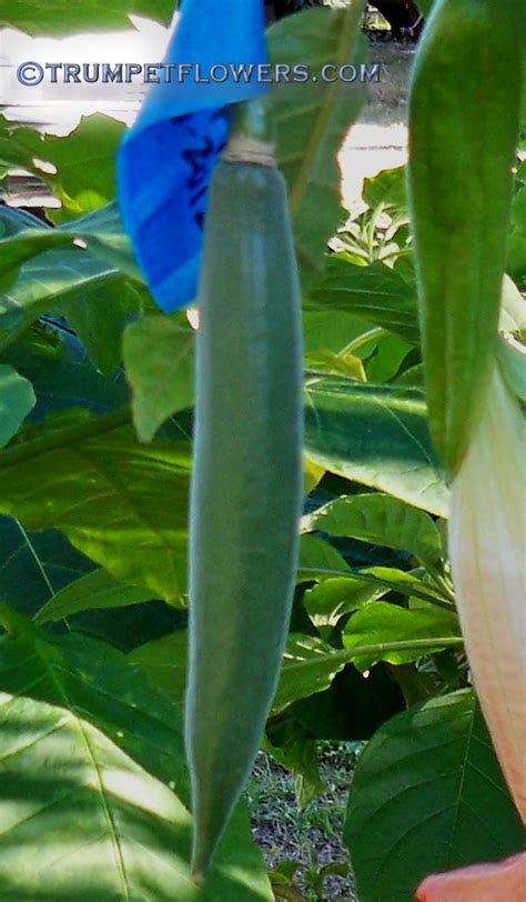 ∼brugmansia Seed Pods Photo Gallery