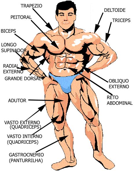 Músculos do Corpo Humano Educação fisica Músculos do corpo humano Ideias de treino