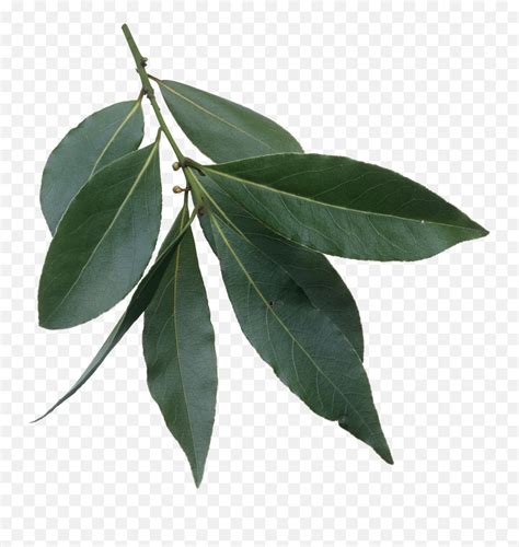Filelaurus Nobilis Leavespng Wikimedia Commons Evergreen Laurel Tree