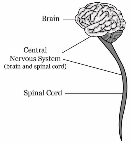 The peripheral nervous system (pns) concerns all the nervous system outside the central nervous system and contains motor and sensory nerves which transmit information to and from the body and brain. The Nervous System | CK-12 Foundation