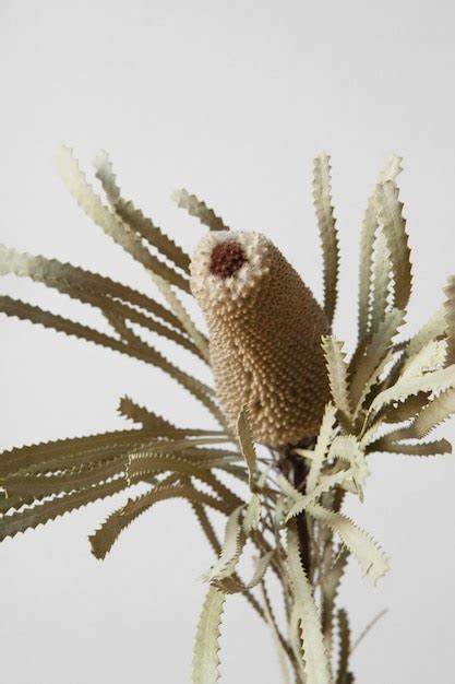 Closeup Shot Of A Rare Brown Plant On A White Free Photo
