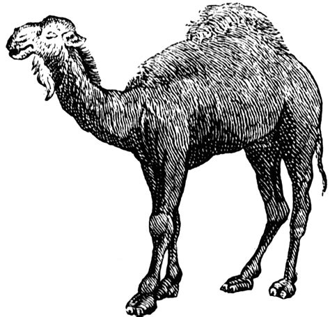 Are you searching for camel png images or vector? Camel | ClipArt ETC