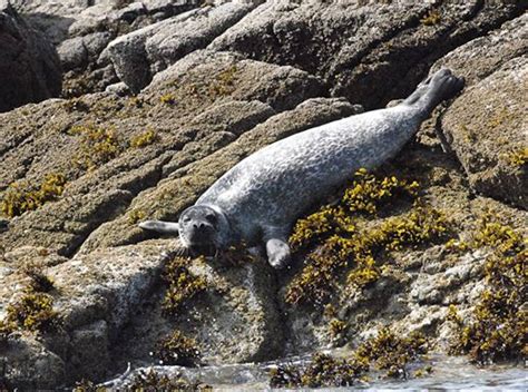 Naturetrek Wildlife Holidays Scotlands Mammals And Highlights Of The