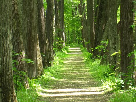 The Path In The Woods Free Stock Photo Public Domain Pictures