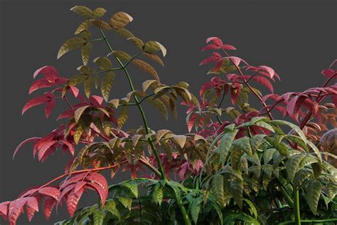 Xfrogplants Heavenly Bamboo Nandina Domestica 3d Model Animated