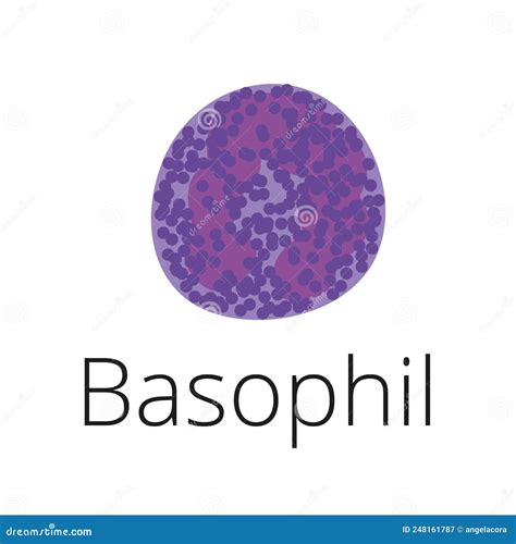 Basophil A White Blood Cell Illustration Leukocyte Allergic