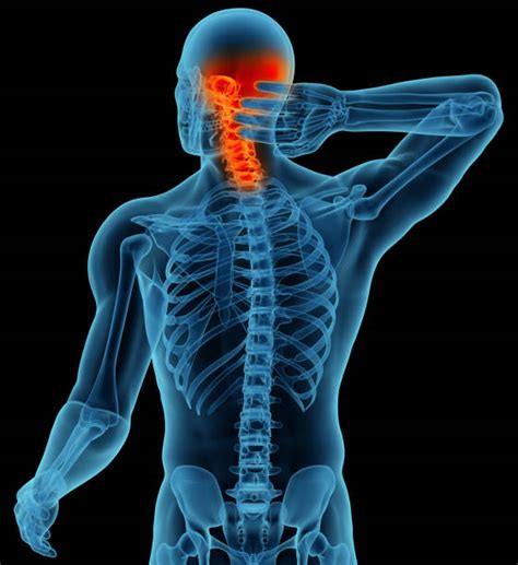 The levator scapulae muscle is attached at the top four cervical vertebrae (c1 to c4) and runs down the side of the neck to attach at the top of the shoulder blade (scapula). Best Head And Neck Anatomy Stock Photos, Pictures ...