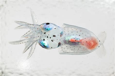 This Larval Squid Shows Off Translucency And Iridescence In Equal