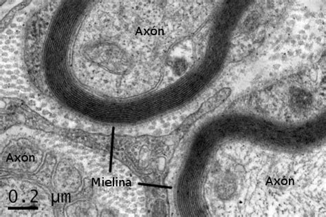 La Célula 3 Membrana Celular Atlas De Histología Vegetal Y Animal
