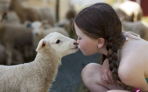 Child Sheep Lamb Kissing Affection Feeling Animal Love Mood Wallpapers Hd Desktop And