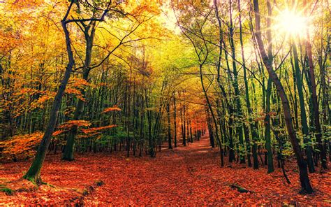 Download Wallpaper 2560x1600 Forest Trail Autumn Trees Leaves