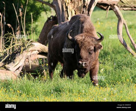 Impressive Male European Bison Bull Aka Wisent Bison Bonasus Stock