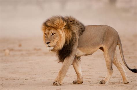 Lion Lion Pictures Facts About Lions