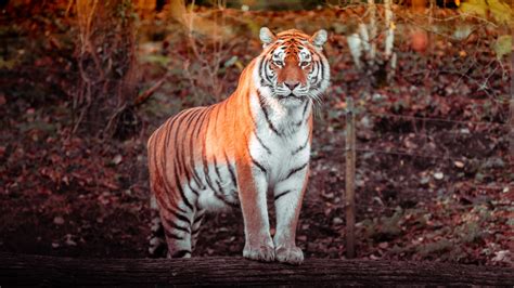 Tiger Wallpaper 4k Panoramic Big Cat Carnivore