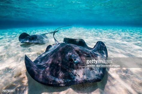 Cayman Stingray Photos And Premium High Res Pictures Getty Images