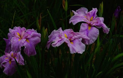 Leaves Flowers The Dark Background Garden Pink Irises Purple