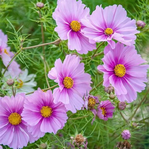 Cosmos Seeds Daydream Flower Seeds In Packets And Bulk Eden Brothers