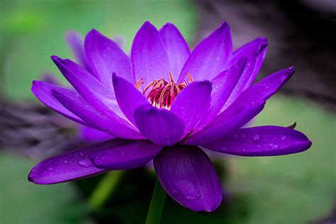 Purple Lotus Stock Photos Pictures And Royalty Free Images Istock
