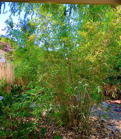 Mad Man Bamboo Nursery Bamboo Mad Man Bamboo Nursery