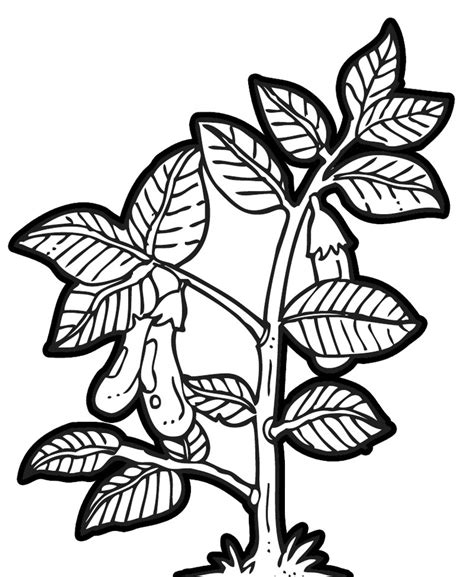 Plant cell black and white. Plant white clipart 20 free Cliparts | Download images on ...