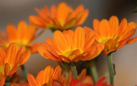 Beautiful Orange Flowers Wallpapers Hd Desktop And