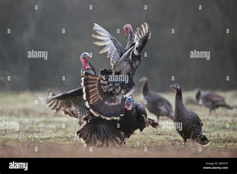 Wild Turkey Meleagris Gallopavo Males Fighting Western Montana Stock