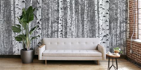 Birch Trees Black And White Xxl Wallpaper Happywall