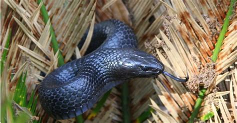 Discover 13 Blue Snakes Az Animals