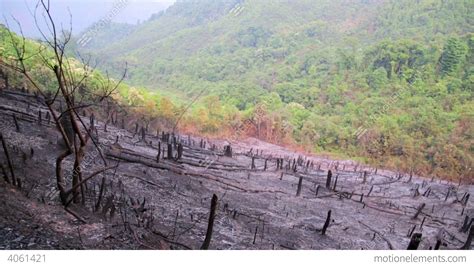 Deforestation After Forest Fire Natural Disaster Stock Video Footage