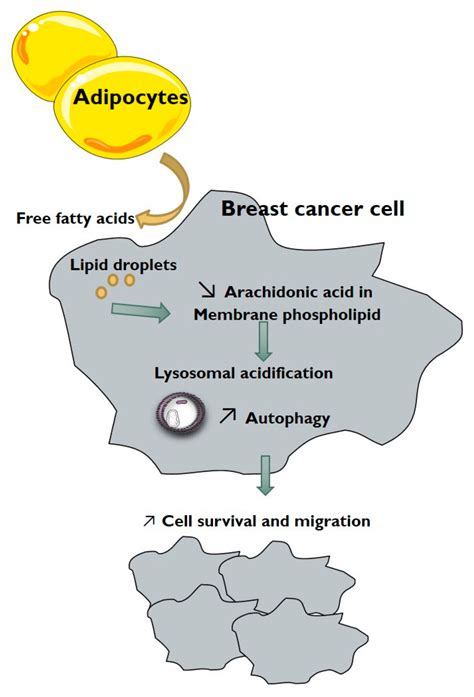 Cancers Free Full Text Adipocytes Promote Breast Cancer Cell