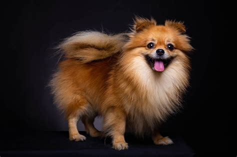 Cute Brown Pomeranian Puppies Puppy And Pets