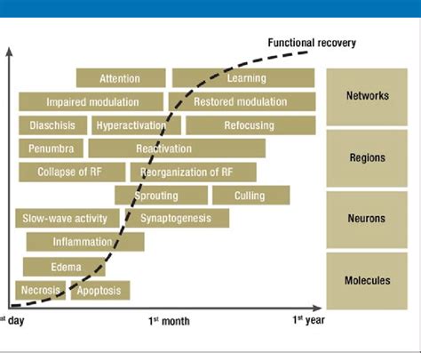 Phases And Levels Of Brain Tissue Restoration And Functional