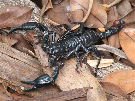 Heterometrus Spinifer Malaysian Giant Forest Scorpion Scorpo Hunter
