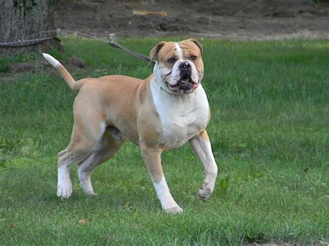 It may have its roots in fighting and working, but the american bulldog is a big old softie at heart. American Bulldog Pictures | Wallpapers9