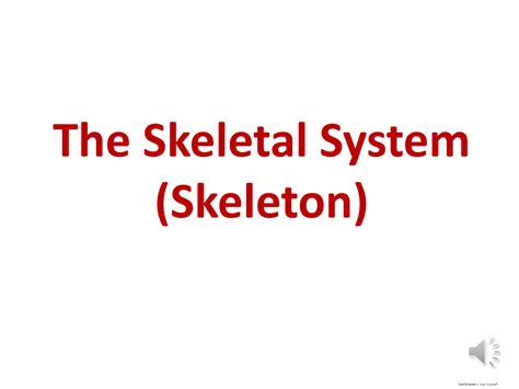 Solution Skeletal System Studypool