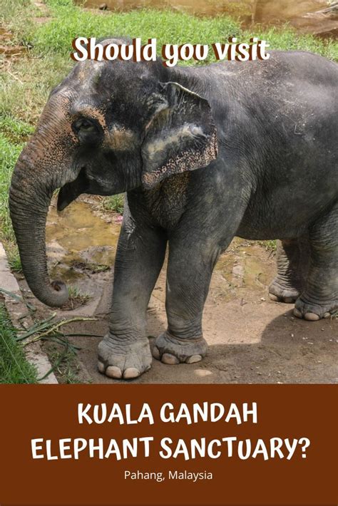 Kuala gandah (kuala lumpur country side). Should you visit Kuala Gandah Elephant Sanctuary in 2020 ...