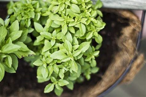 Check spelling or type a new query. Stevia, ilegal en España y legal en Alemania: los alemanes ...