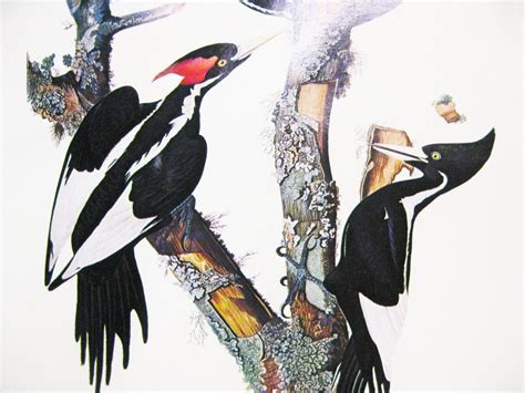 audubon bird print ivory billed woodpecker by mainevintagetreasure