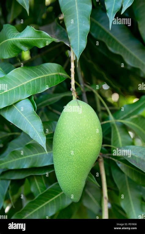 Unripe Green Mangoes Hanging From A Mango Tree Stock Photo Alamy