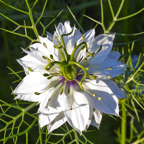 Hair loss is an uphill battle to reverse because the causes are vast and the solutions must be tailored. Black Cumin Seed Oil, Organic-COBCMN