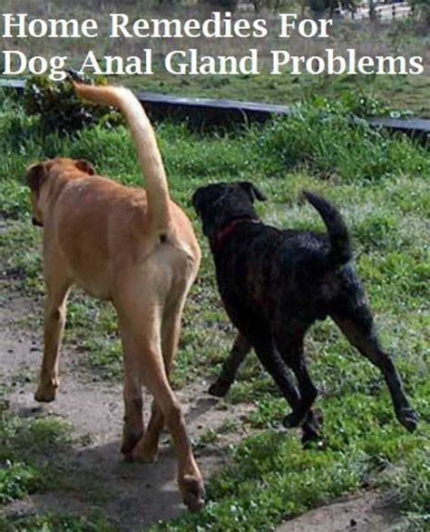 Dog Anal Gland Home Remedies Dog Discoveries