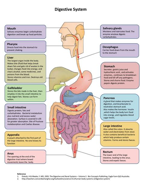 Labelled Diagram Of Human Digestive System - digestive-system-diagram | Human anatomy and physiology, Human