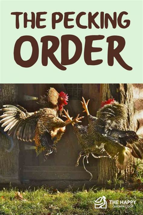 The Pecking Order What Is It And How To Avoid Problems In Your Flock